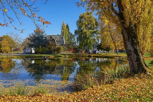 Herbstzauber im Gartenteich - Niederrhein-Koi