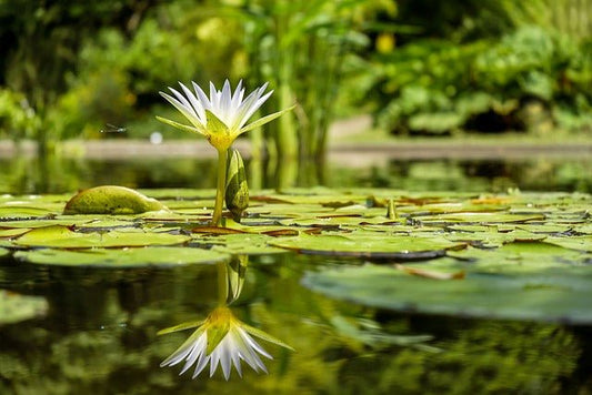 Pflanzeninsel im Teich: Ein grünes Paradies in Ihrem Wassergarten - Niederrhein-Koi