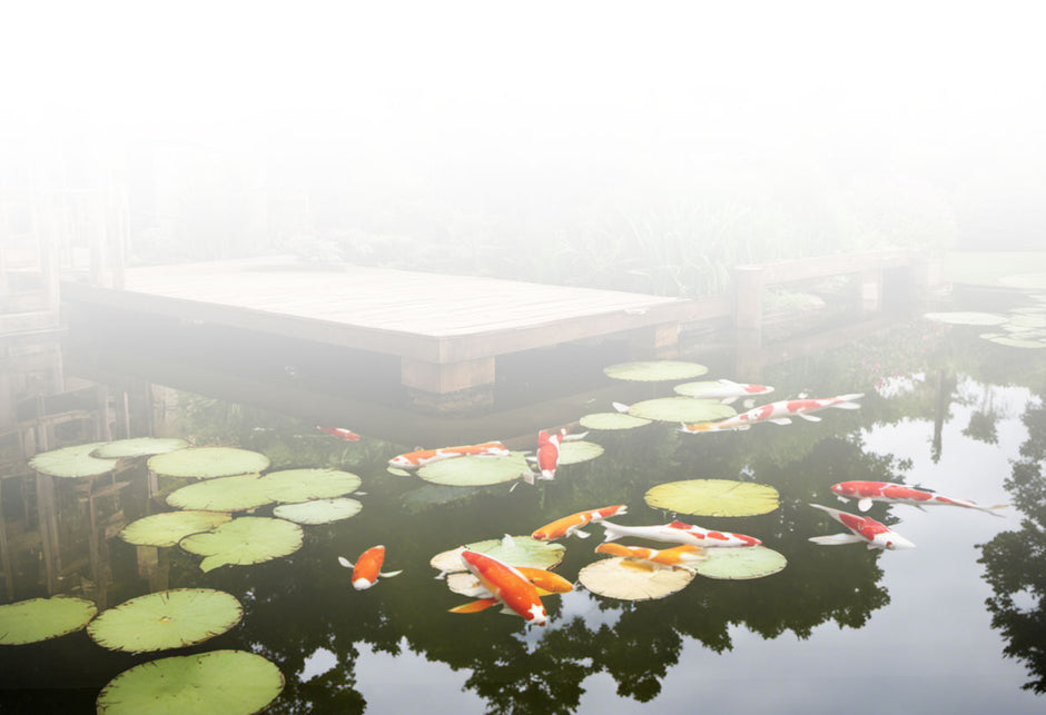 Seerosen im Gartenteich, Koi Shop