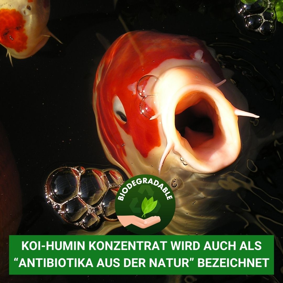 KOI Humin wird auch als Antibiotikum aus der Natur bezeichnet