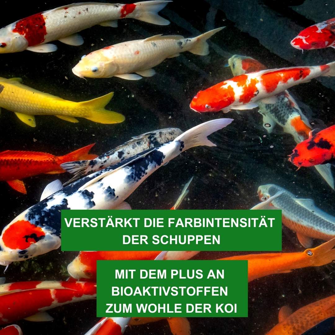 Mineral Plus mit Bioaktivstoffen für KOI