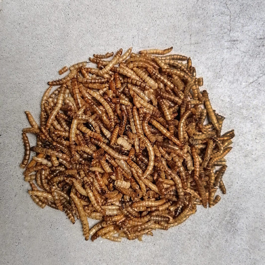 Insektus® Mehlwürmer getrocknet im Vorratsbehälter 450g - Mehlwürmer - Niederrhein-Koi