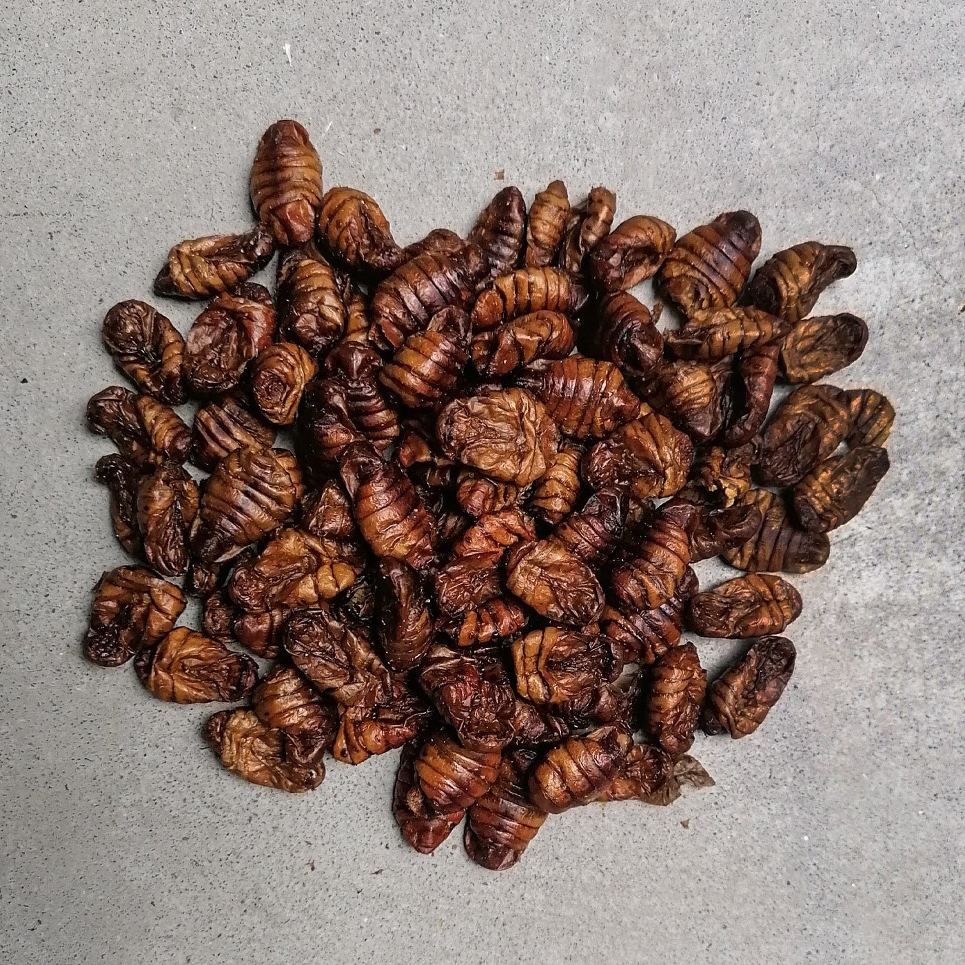Insektus® Seidenraupen im Vorratsbehälter 1,5 kg - Seidenraupen - Niederrhein-Koi