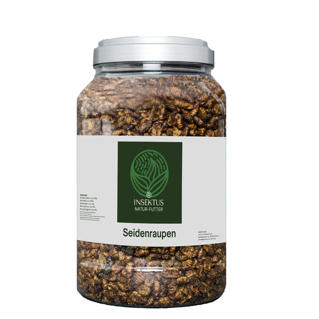 Seidenraupen kaufen