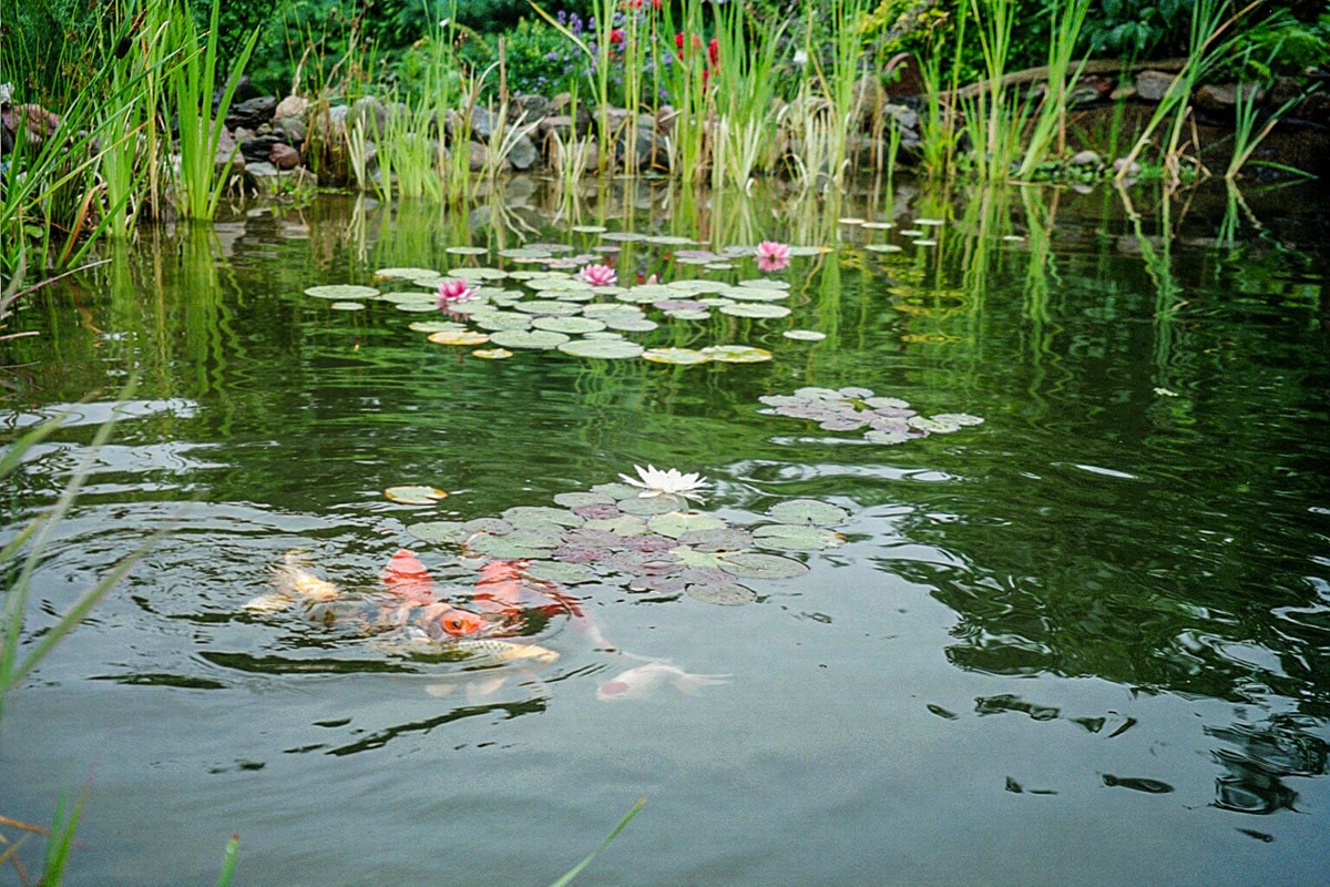 Koifütterung im Teich