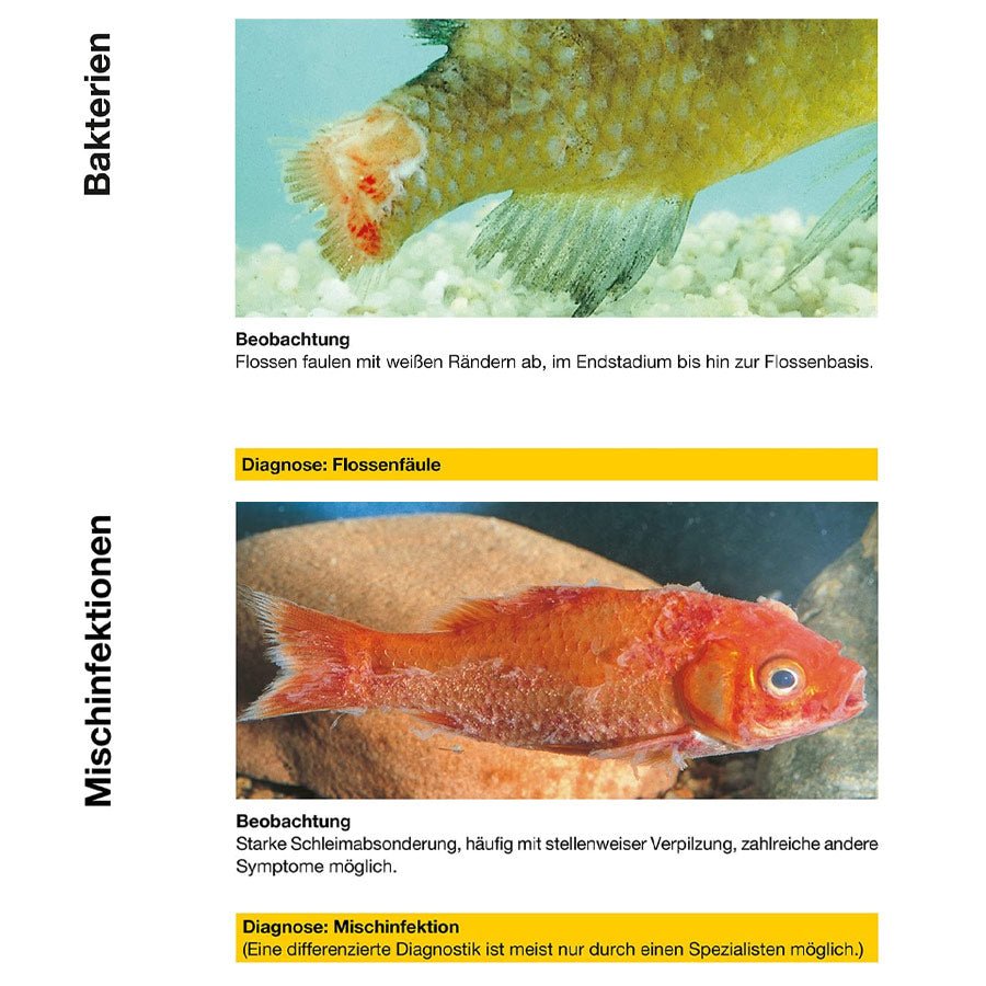 sera pond omnipur bei Parasiten und bakteriellen Problemen - sera pond omnipur - Niederrhein-Koi