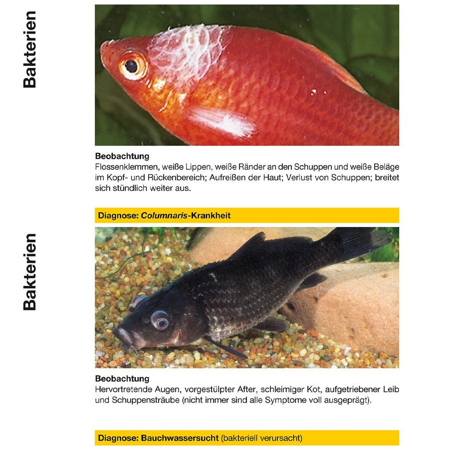 sera pond omnipur bei Parasiten und bakteriellen Problemen - sera pond omnipur - Niederrhein-Koi