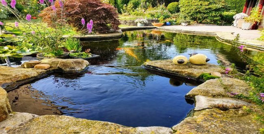 10 Regeln für einen gut angelegten Gartenteich - Niederrhein-KOI