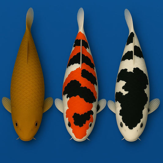 Cagoi, Showa, Shiro Utsuri KOI