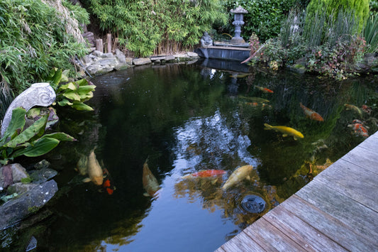 Fischbesatz Teich Rechner