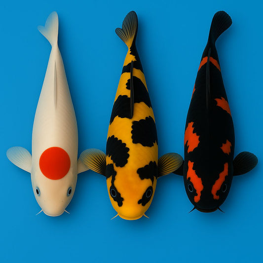 Koi Tancho, Koi Ki Utsuri, Koi Hi Utsuri