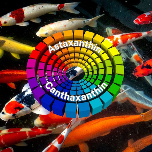 Astaxanthin und Canthaxanthin im Koifutter - Niederrhein-KOI