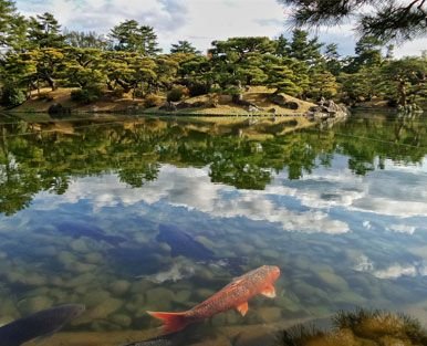 Der gesunde KOI-Teich benötigt eine stabile Karbonathärte - Niederrhein-KOI