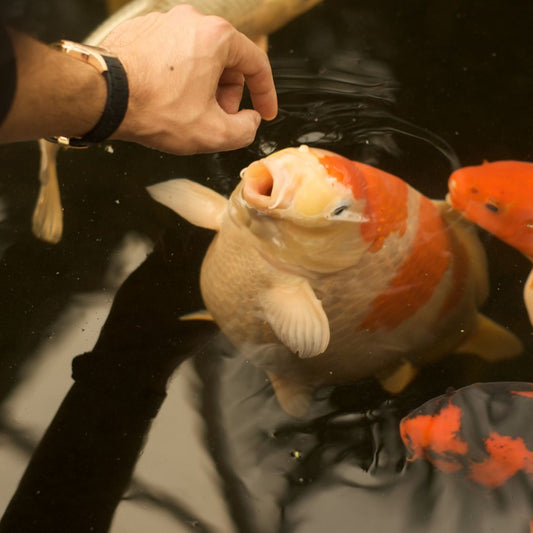 Futterautomat für Koi - Urlaub und Versorgung deiner Koi