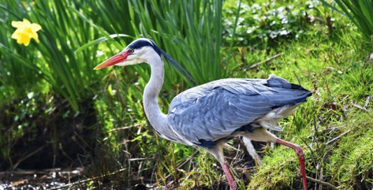 Fischreiher und Teiche: Tipps für Koiliebhaber zur effektiven Reiherabwehr - Niederrhein-KOI