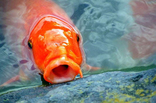 Unser Koifuttervergleich - Niederrhein-KOI