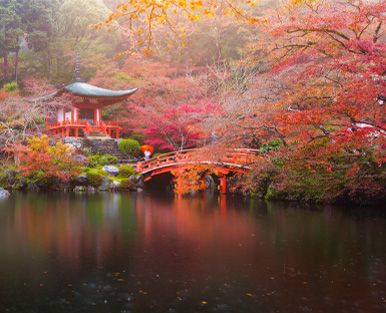 Herbstzauber am Koi-Teich im Garten - Niederrhein-KOI