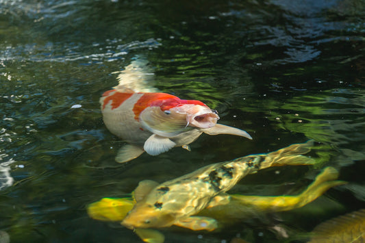 Wie schnell wachsen Koi?