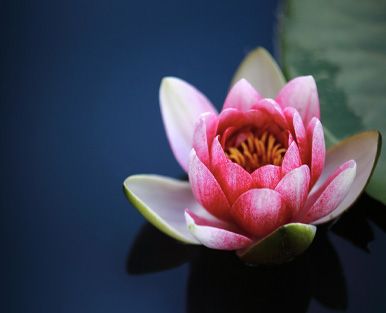 Teich, Seerose