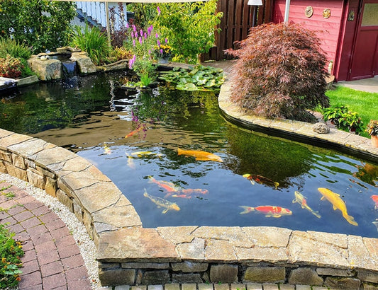 Algen im Teich mit Fischen