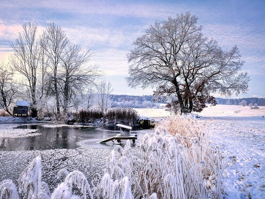 Koi Überwinterung: Warum die richtige Wassertemperatur entscheidend ist - Niederrhein-KOI