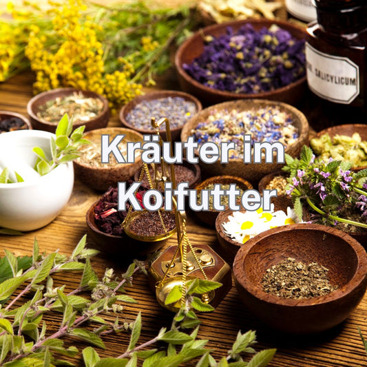 Koi Farben verstärken mit Kräuter 