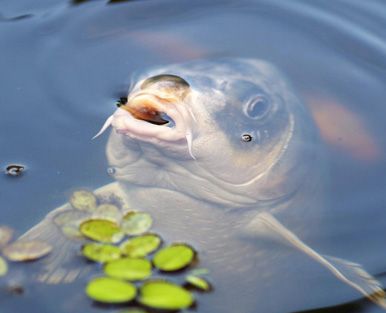 Neue Koi im Teich