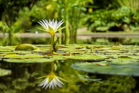 Pflanzeninsel im Teich: Ein grünes Paradies in Ihrem Wassergarten - Niederrhein-KOI