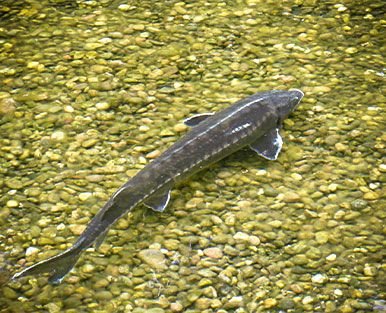 Stör Fisch