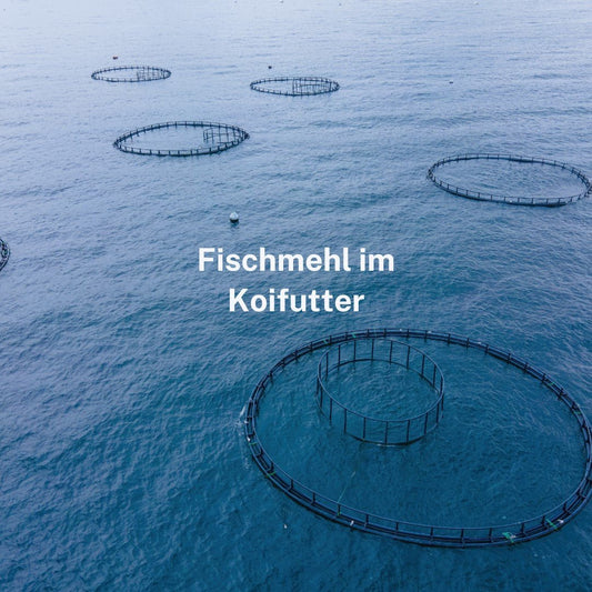 Fischmehl und Koifutter