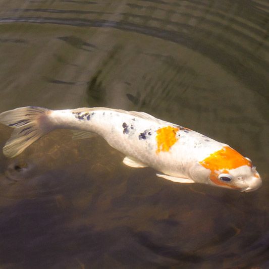 Warum ist das Wasser im Teich gelb?