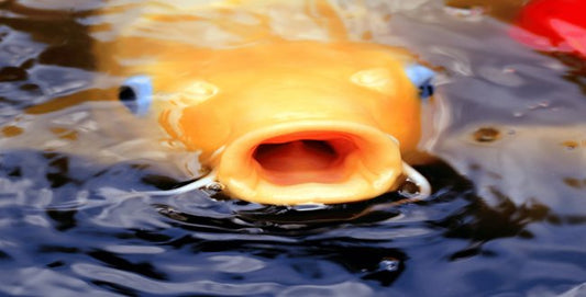 Warum springen Koi aus dem Wasser? - Niederrhein-KOI