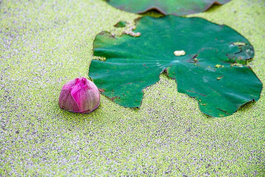 Wasserlinsen im Teich