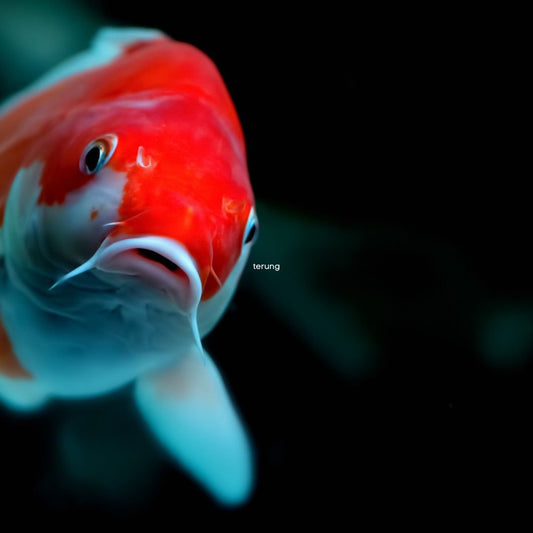 Koi Unterschiede 