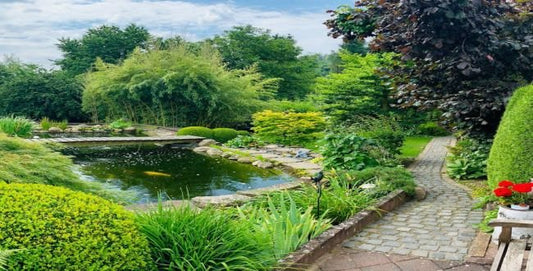 Wie alt werden Kois im Teich