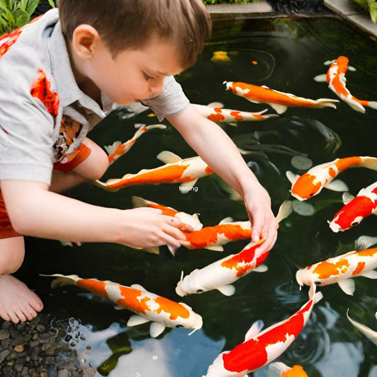 Koifütterung am Teich