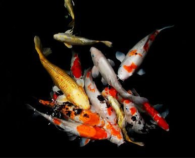 Anzahl von Koi im Teich