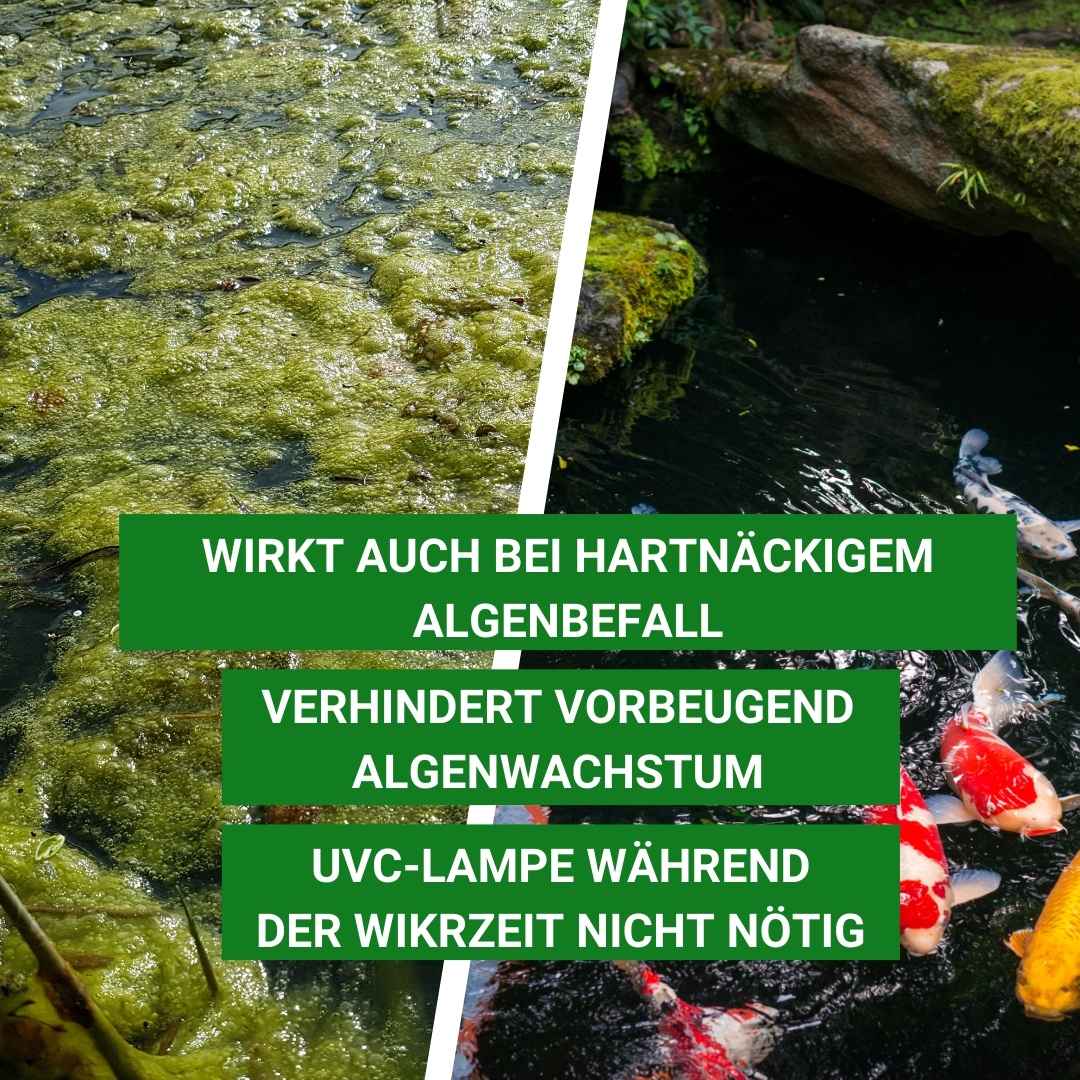 Algiforte bei hartnäckigem Algenbefall