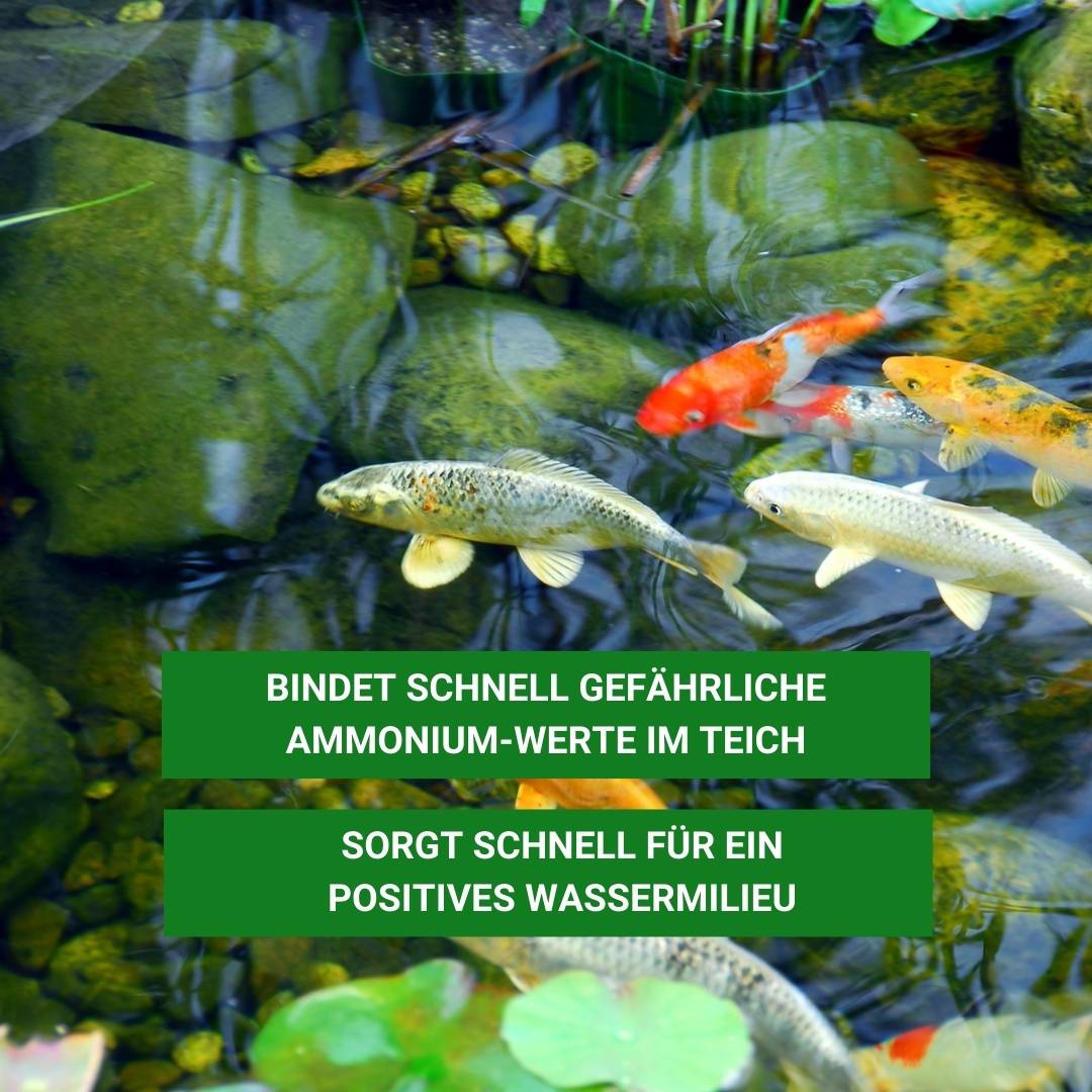 Ammonium und Nitrit MINUS für gesunde Teichfische