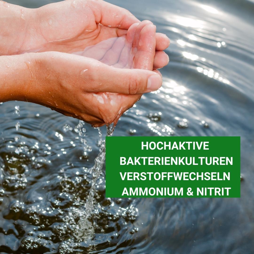 hochaktive Bakterienkulturen verstoffwechslen Ammonium & Nitrit