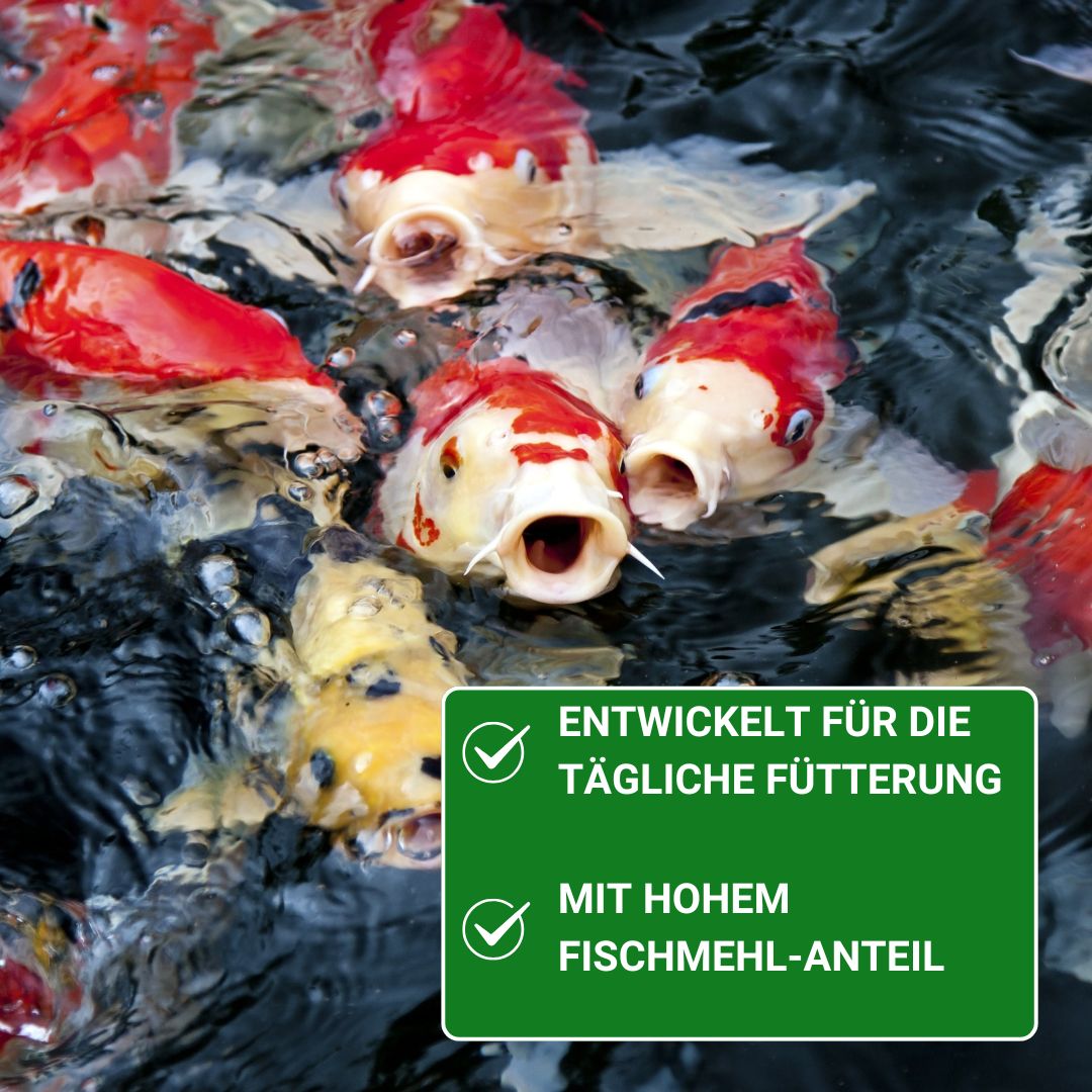 Koifutter KENKOU Protect mit hohem Fischmehlanteil