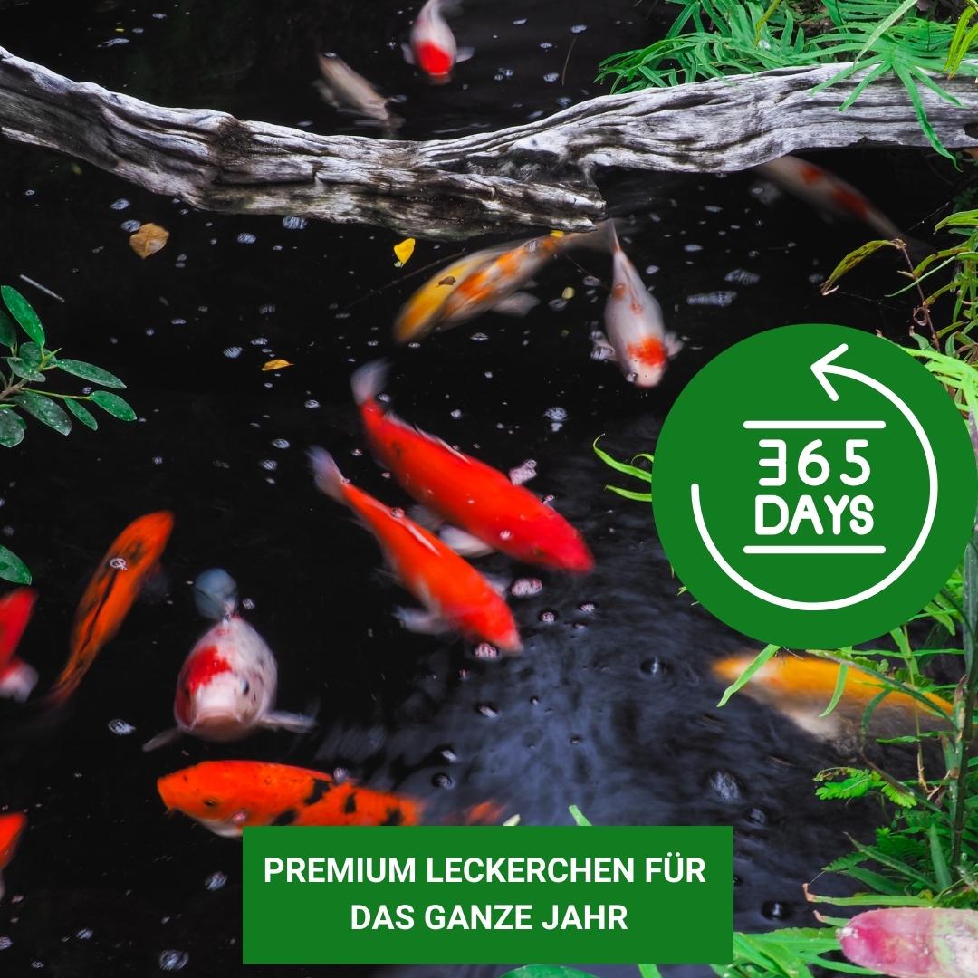 Koi Snacks für die ganzjährige Fütterung der KOI 