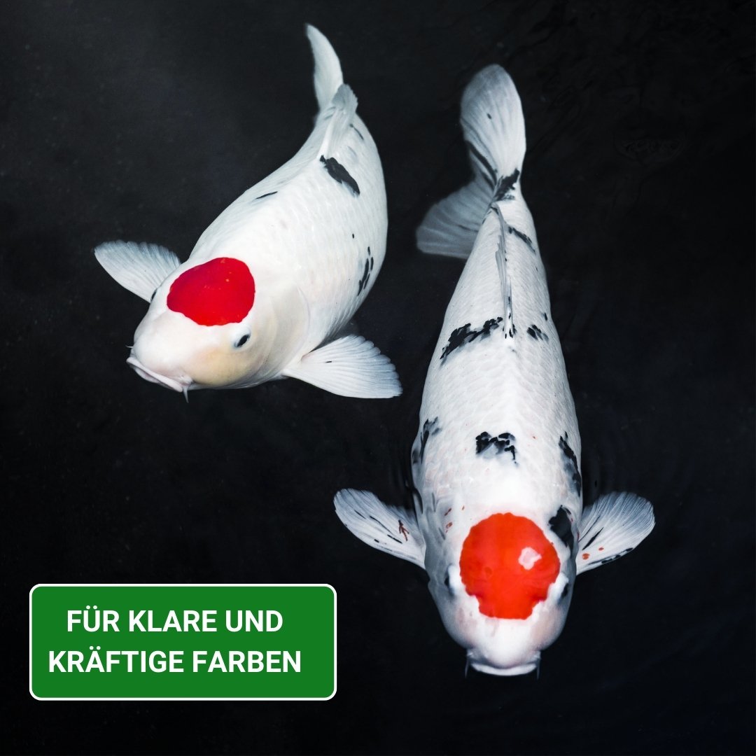 Koifutter Farbfutter beste Qualität