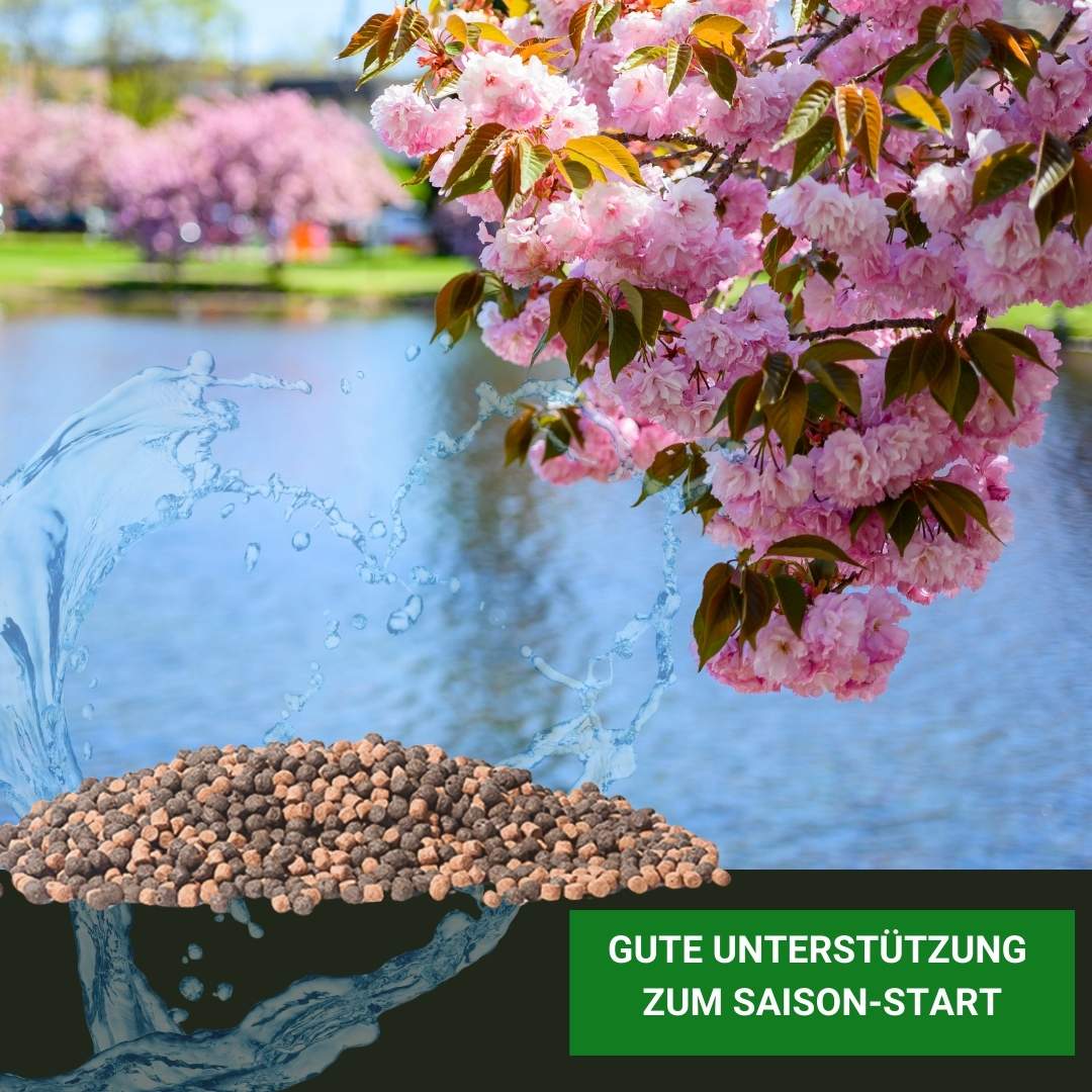 Koifutter für Koifriend kaufen