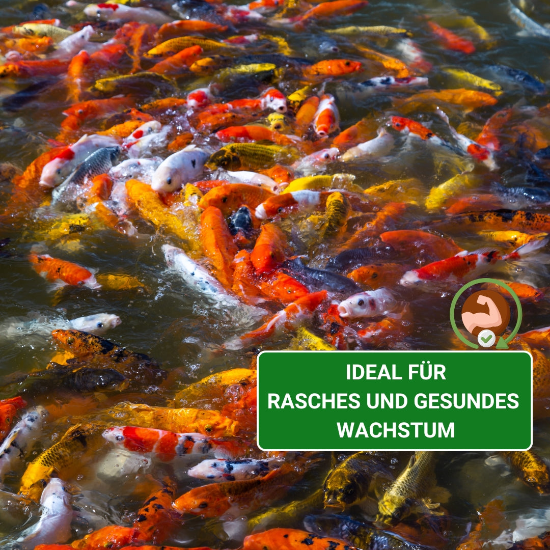 Koifutter für schnelles Wachstum im Sommer