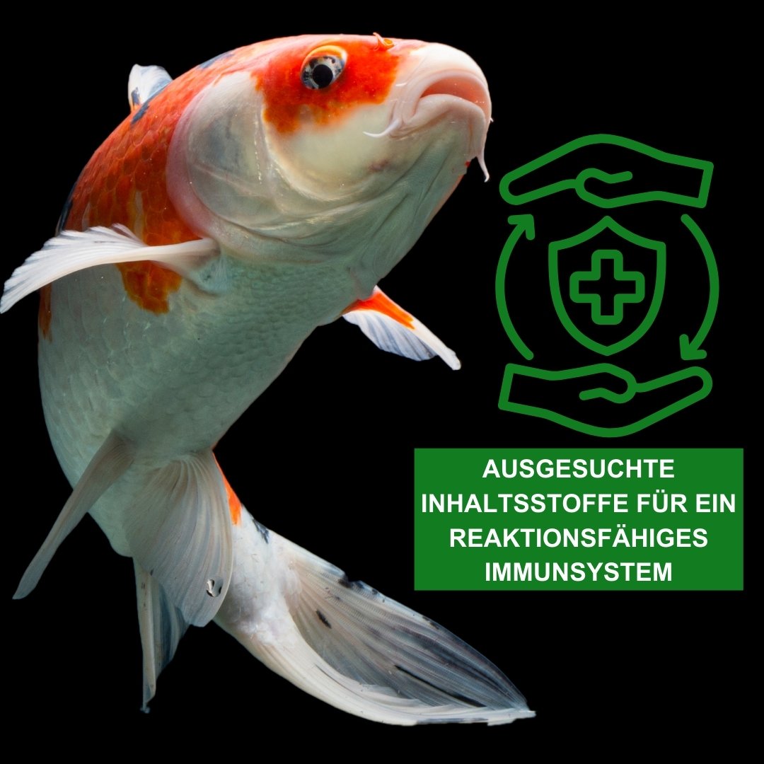 Koifutter KENKOU Nr.1 VITAL für ein starkes Immunsystem