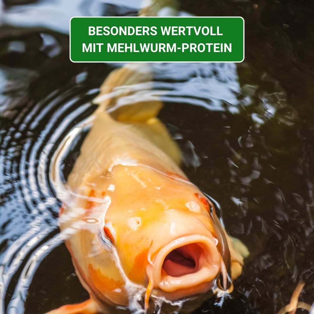 Koifutter KENKOU NR.1 mit Mehlwurmmehl