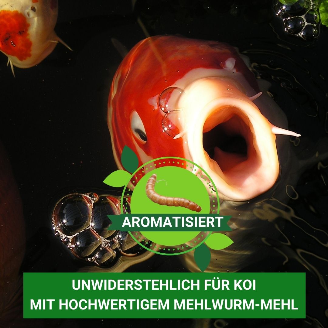 Koifutter KENKOU NR.1 Health mit Mehlwurmmehl aromatisiert.