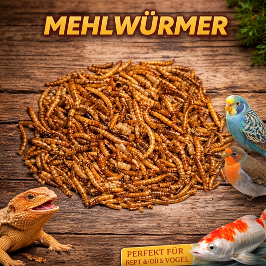 Mehlwürmer