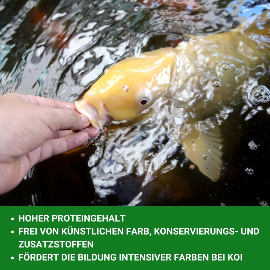 Mischung aus Gammarus, Mehlwürmer, Seidenraupen und Garnelend als Koifutter
